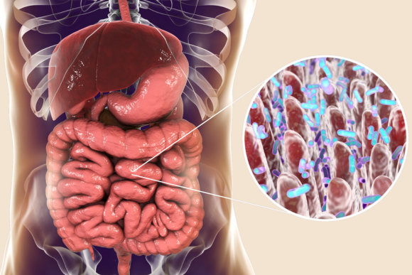 Absorption-Small-Intestine