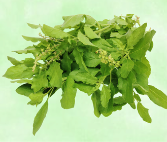 tulsi